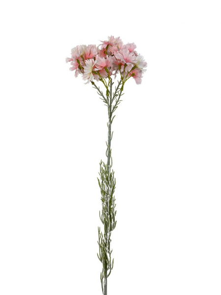 Goździk brodaty gałązka 65 cm pudrowy róż z jasno zielonymi akcentami