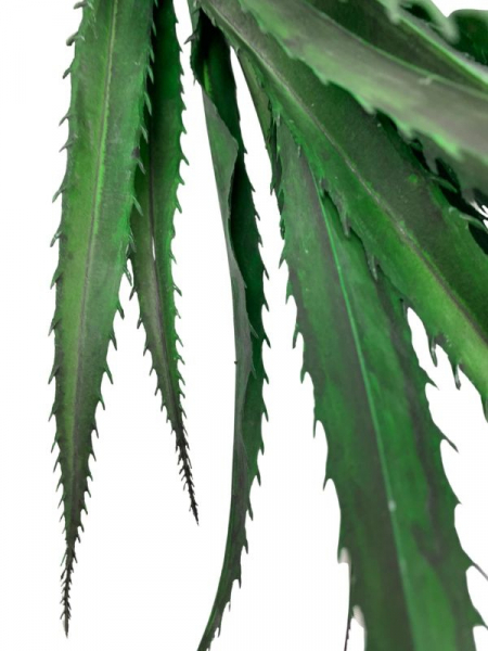 Agawa sukulent 51 cm zielony z grafitowym cieniowaniem