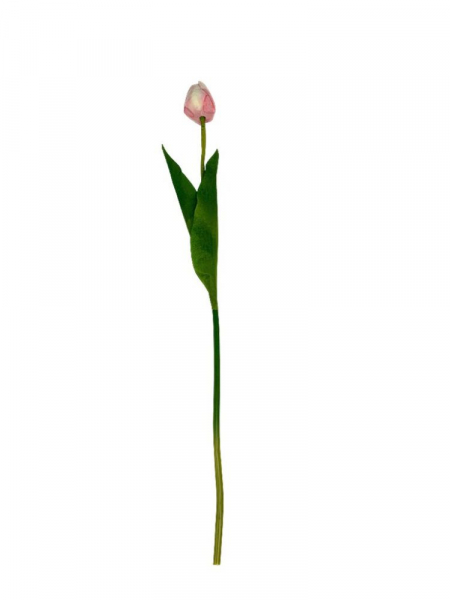 Tulipan matowy gałązka 54 cm kremowy z różem