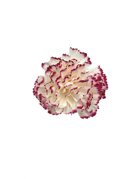 Goździk główka 8 cm kremowy z różowymi obrzeżami