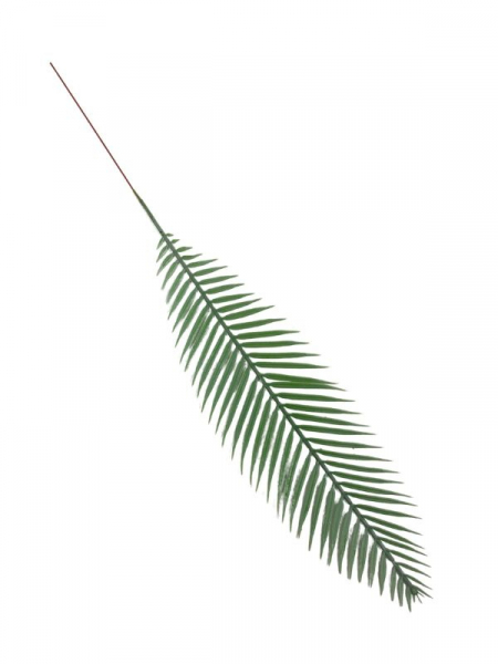 Cykas liść 48 cm jasno zielony