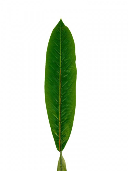 Liść gumowany 82 cm zielony