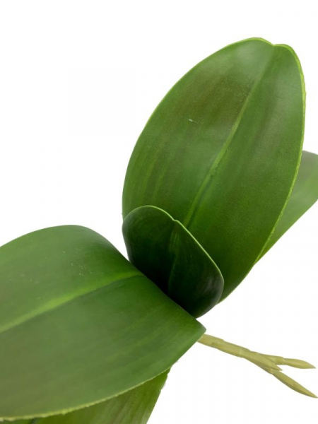 Liść do storczyka 28 cm zielony