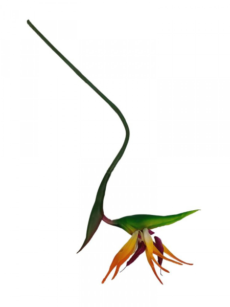 Strelicja (rajski ptak) kwiat pojedynczy 81 cm jasno pomarańczowa