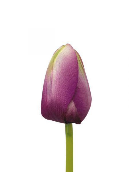Tulipan kwiat pojedynczy 54 cm fioletowy z zielonym cieniowaniem