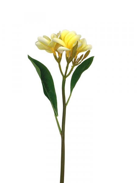 Plumeria gałązka 56 cm żółta