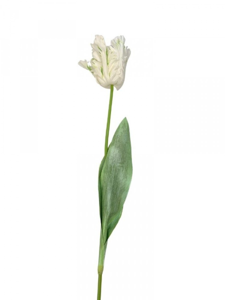 Tulipan papuzi kwiat pojedynczy lekko gumowany 70 cm kremowy