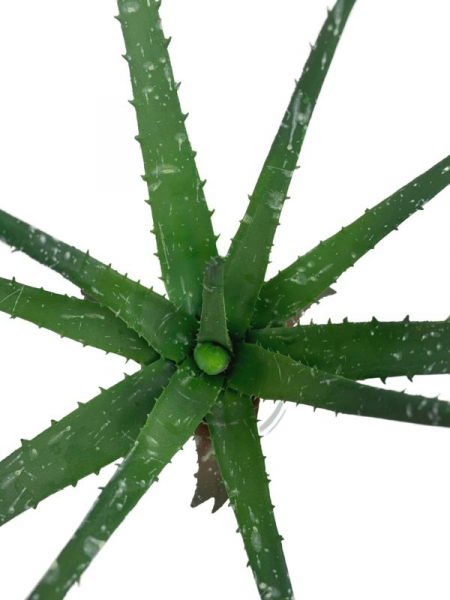 Aloes 36 cm zielony