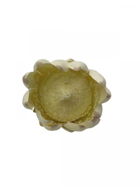 Protea główka 11 cm kremowa