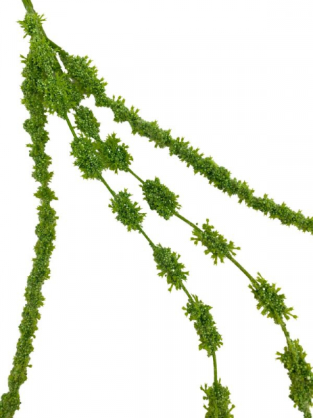 Amarantus szarłat 108 cm zielony