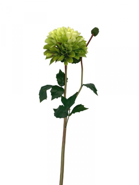 Dalia kwiat pojedynczy 70 cm zielona