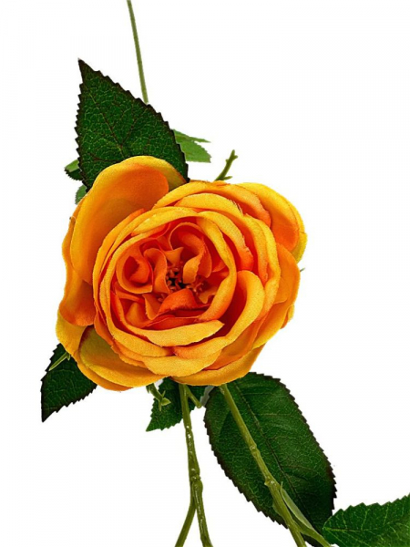 Róża gałązka 70 cm herbaciana