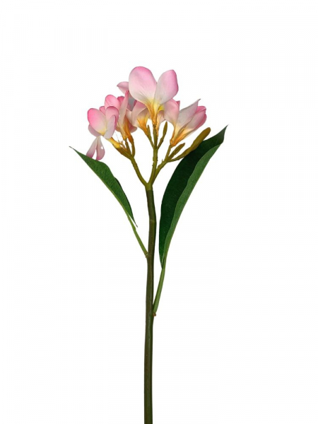 Plumeria gałązka 56 cm różowa