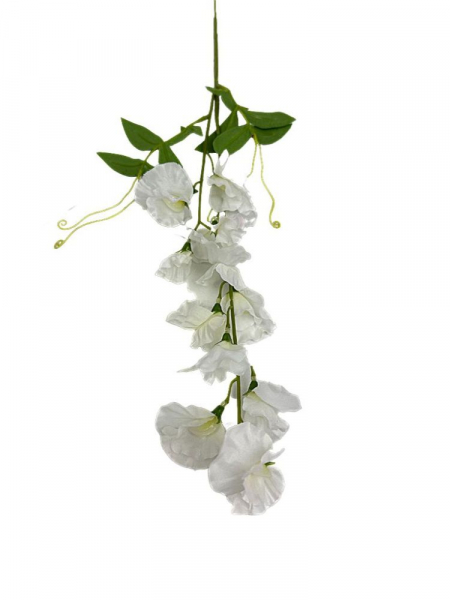 Groszek kwitnący gałązka 60 cm biały