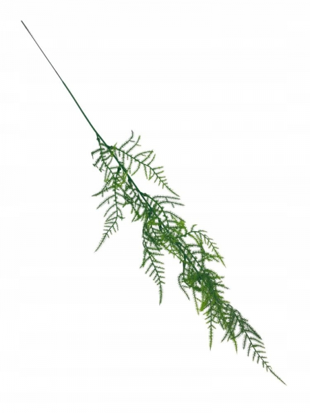 Plumosus gałązka 63 cm zielona