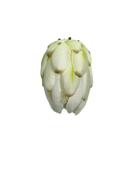 Protea główka wysokość 10 cm biała z zielonymi akcentami