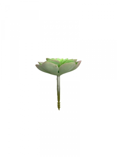 Sukulent 6 cm jasno zielony z jasnym różem