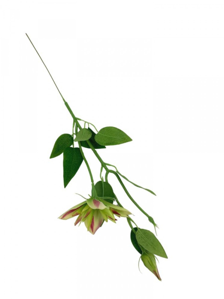 Klematis kwiat pojedynczy 48 cm zielony z akcentami różu