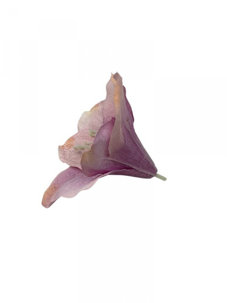 Amarylis główka 12 cm jasny róż i jasny fiolet
