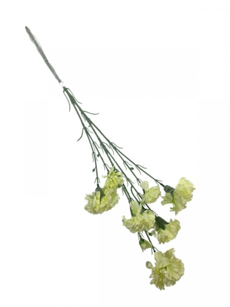 Goździk omszony gałązka 70 cm jasno zielony