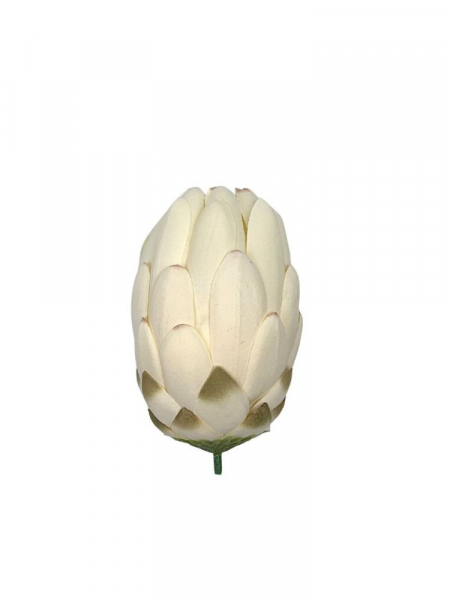 Protea główka 13 cm kremowa