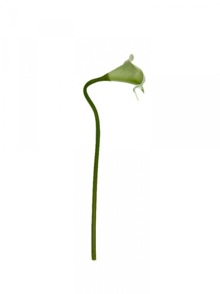 Kalia gałązka 35 cm jasno zielona