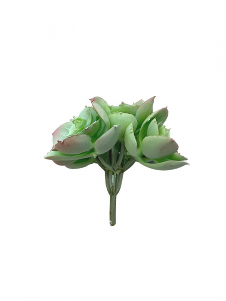 Sukulent 10 cm jasno zielony z różem
