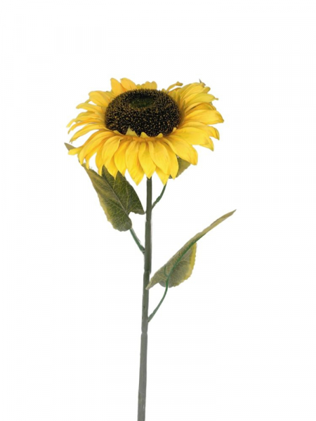 Słonecznik gigant kwiat pojedyczny 90 cm żółty