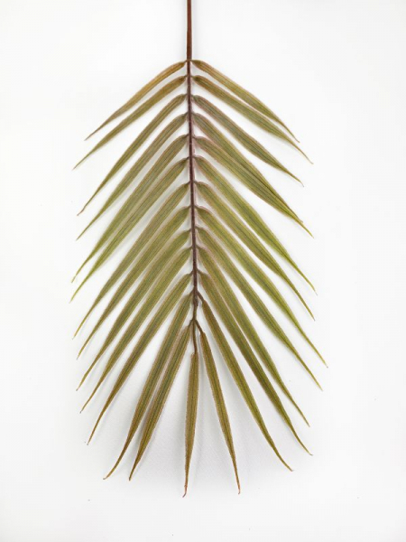 Liść palmy 61 cm brudny zielony