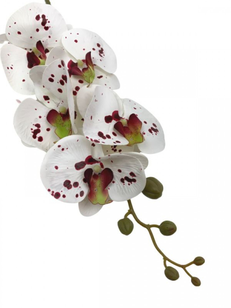 Storczyk kwiat pojedynczy 84 cm biały w bordowe kropki