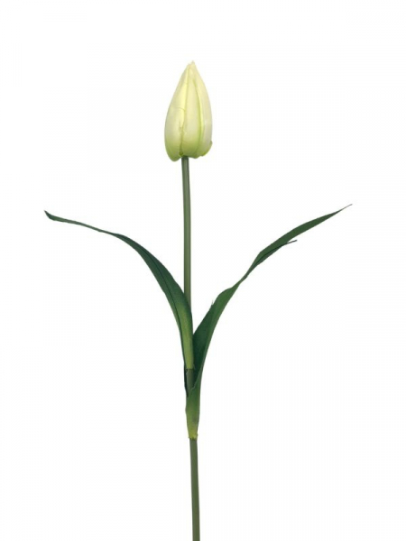 Tulipan kwiat pojedynczy 55 cm kremowo zielony