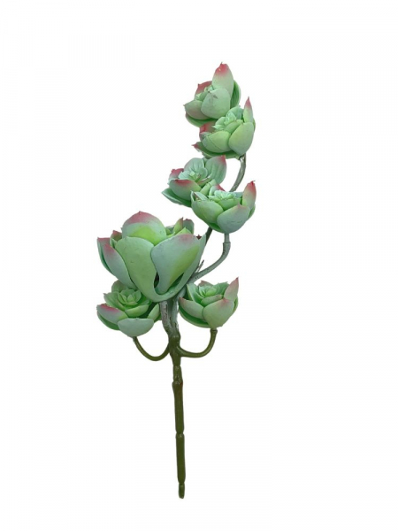 Sukulent gałązka 30 cm jasno zielony z różem