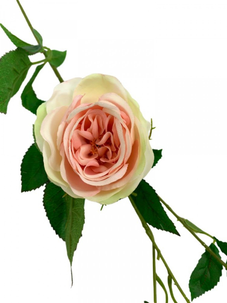 Róża gałązka 70 cm brzoskwiniowo zielona