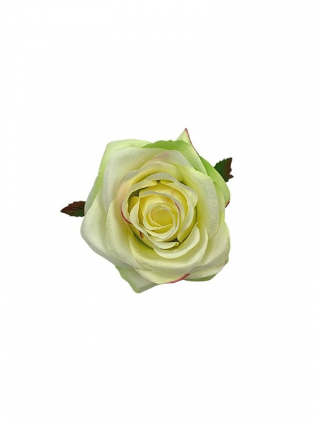 Róża główka 9 cm jasno zielona z ciemno różowymi brzegami