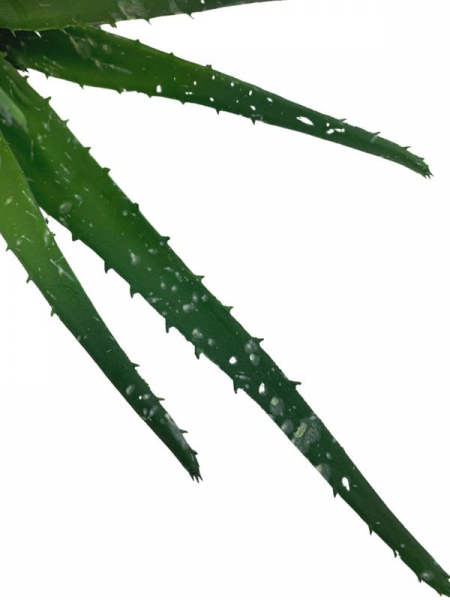 Aloes 36 cm zielony