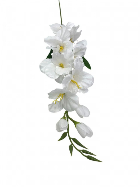 Mieczyk kwiat pojedynczy 80 cm biały