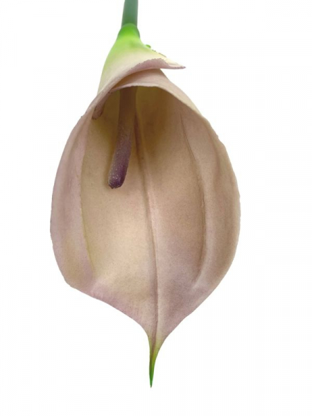 Kalia kwiat pojedynczy 70 cm blady róż