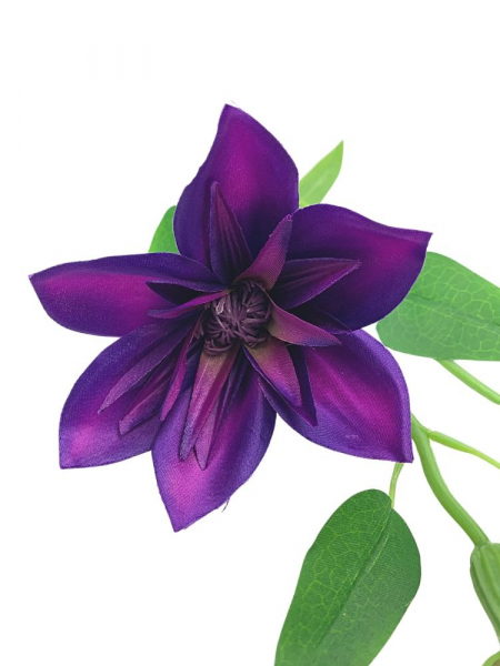 Klematis kwiat pojedynczy 48 cm purpurowy