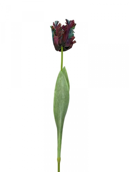 Tulipan papuzi kwiat pojedynczy lekko gumowany 70 cm kolorowy