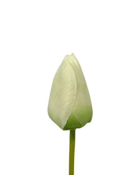 Tulipan kwiat pojedynczy 54 cm kremowo zielony