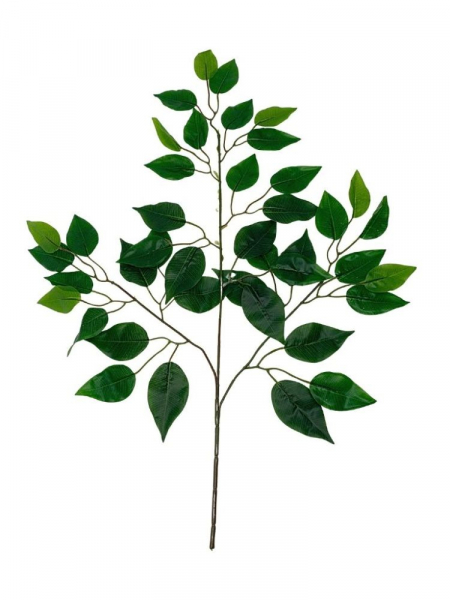 Fikus Benjamin liść 67 cm zielony