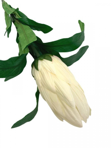 Protea gałązka 70 cm kremowa