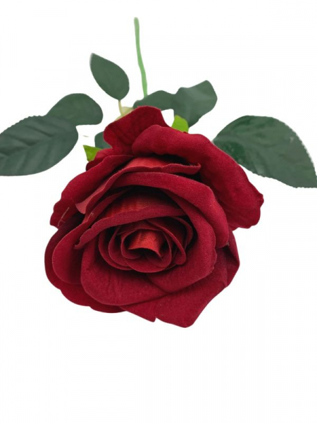 Róża welurowa kwiat pojedynczy 50 cm głęboka czerwień