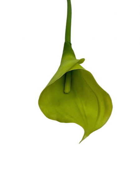 Kalia kwiat pojedynczy 67 cm zielona
