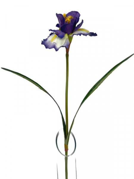 Irys kwiat pojedynczy 70 cm kremowo fioletowy