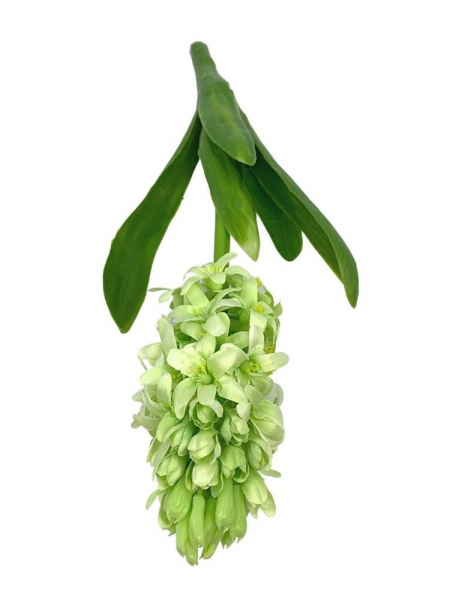 Hiacynt 40 cm jasno zielony