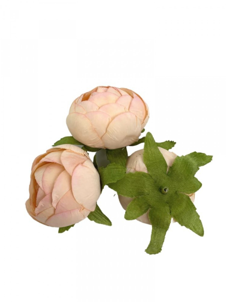 Pełnik główka 5 cm jasno brzoskwiniowy z jasnym różem