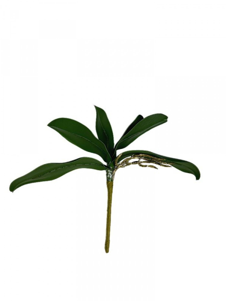 Liście do storczyka z korzonkiem 28 cm
