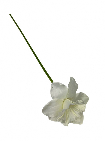 Żonkil kwiat pojedynczy 50 cm kremowy
