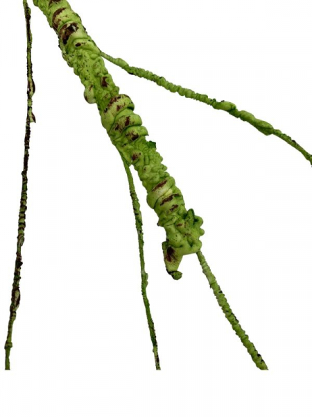 Korzeń 64 cm zielony